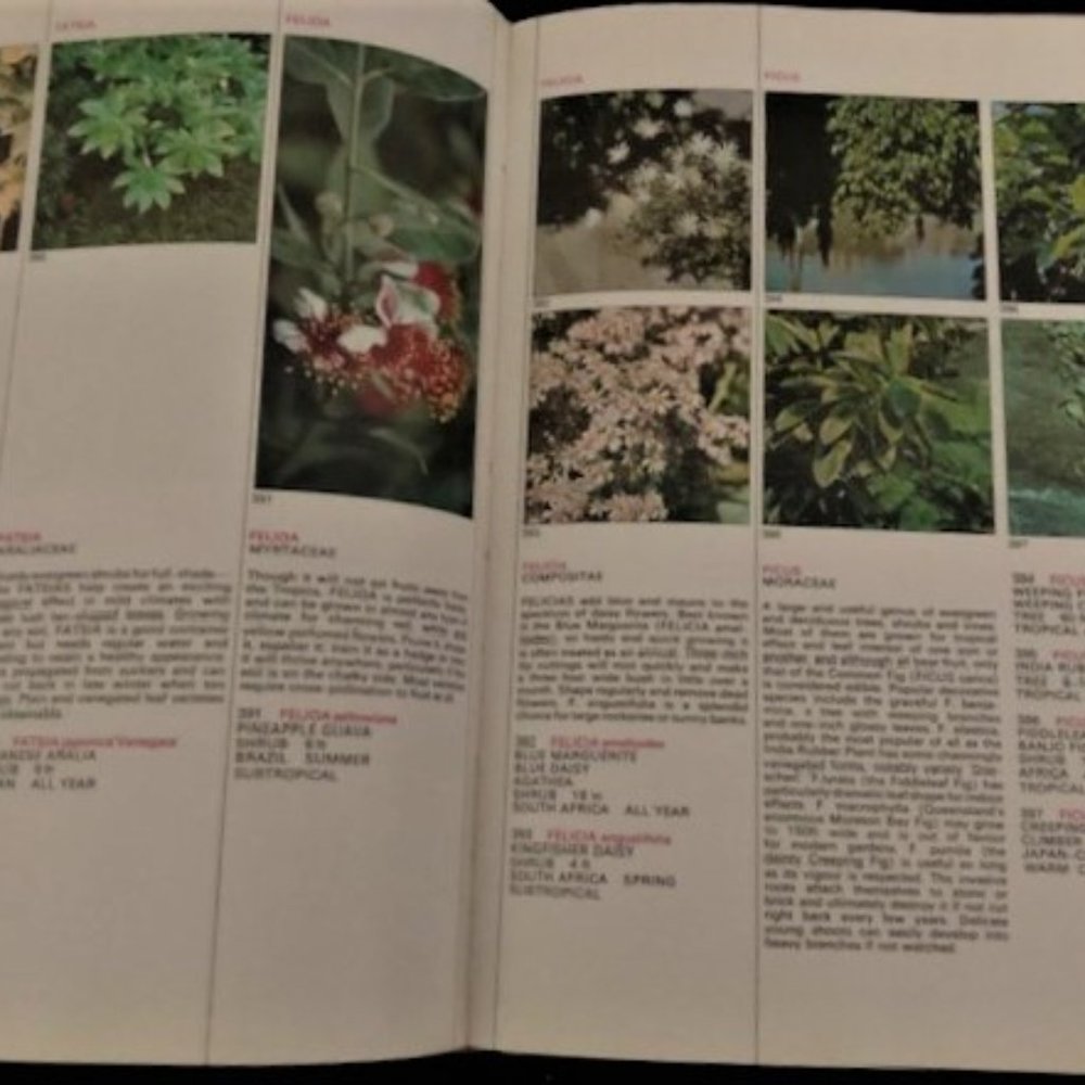 1971 What Flower is That? by Stirling Macoboy - Picture 5 of 8